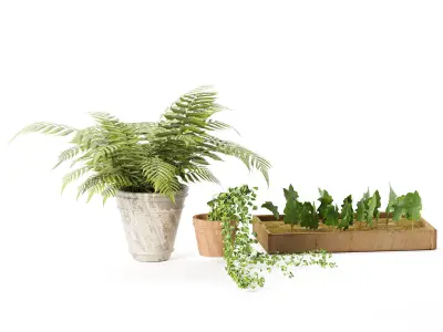 indoor and exterior pot plant trio 3d pack Low-poly 3D model