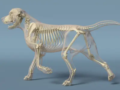  Dog Skeletal Anatomy with Translucent Shell Walking Pose 