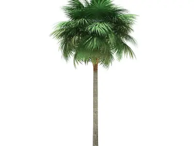 Sabal Palm Tree 3D Model 11m 3D model