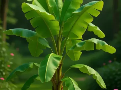 Banana Tree 3D Realistic Tropical Plant Lush Green Leaves Low-poly 3D model