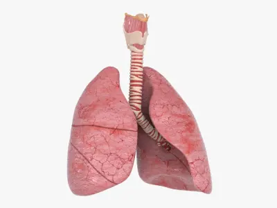  Larynx Trachea Lungs 