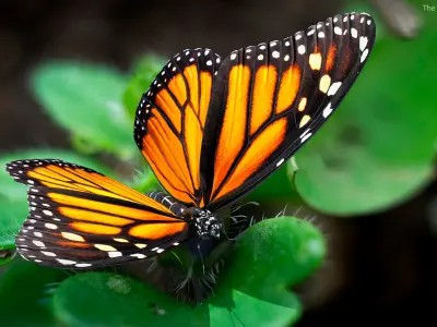  Animated Flying Monarch Butterfly Rigged for Maya 