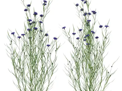 knapweed flower 3D model