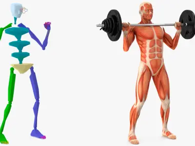  Anatomy Male Muscular System Shoulder Press Animated Rigged 