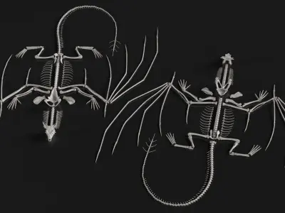  Dragon Skeleton in Unfolded State 