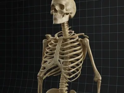 Anatomy skeleton 02 3D model
