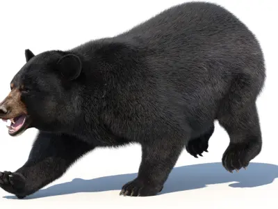  Black Bear Animated Fur 3D 