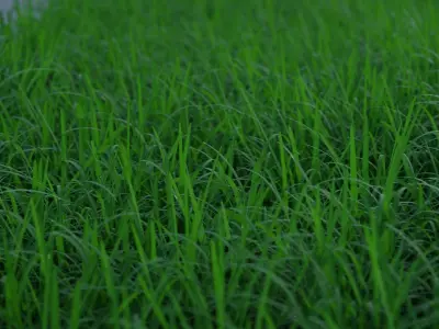 Cornfield 3d Scene 3D model