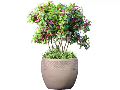 Ornamental plant tree shrub in a pot RH Indoor plant 3D model