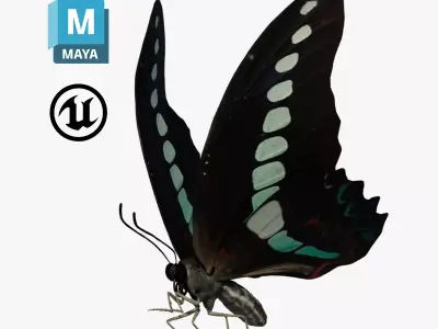 Butterfly Graphium Sarpedon 3D model