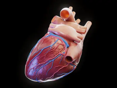  Human Heart 