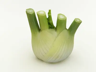 Fennel Bulb 3D model