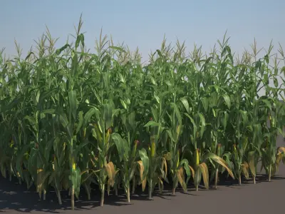  Corn Field 