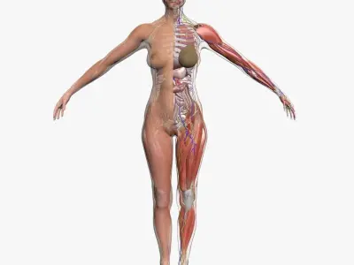 Ultimate Complete Female Body Anatomy 3DSmax 3D model
