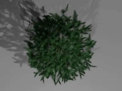 Pine Tree 2 3D model