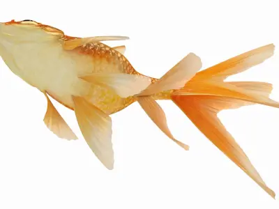  Goldfish 2 (Animated) 