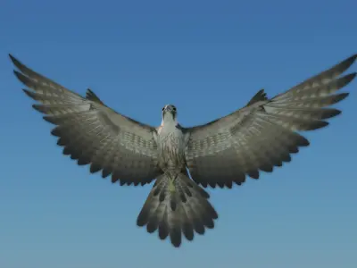  Peregrine Falcon (Folded Wings) 