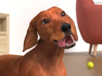  Purebred Dachshund Pet with Sleek Fur Rigged for Cinema 4D 