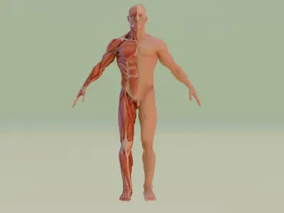 anataomy exercise 3D model