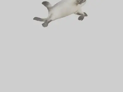Seal pup playing model 3D model