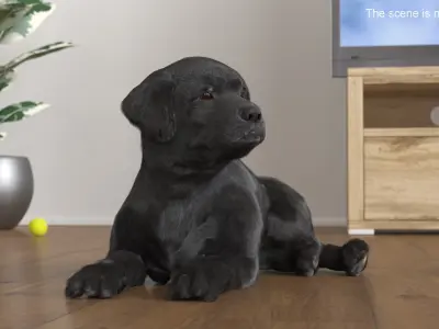  Labrador Retriever Puppy Black Lying Down Fur for Cinema 4D 