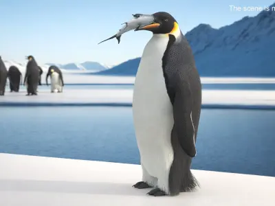  Adult Emperor Penguin Eating Fish Fur 