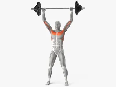  Male Muscular System Big Collection 