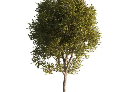 Platanus x hispanica XL size 5 different models 3D Model Pack
