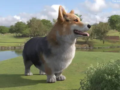  Tricolor Welsh Corgi Pembroke Standing Pose Fur 