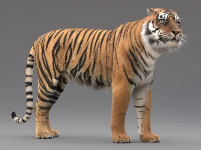  Tiger Rigged Fur 