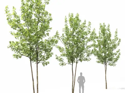 Acer Saccharinum 04 3D model