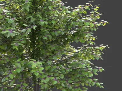 XfrogPlants Eastern Redbud - Cercis Canadensis  3D model
