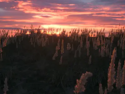 Field herbs 2  grass 3D model