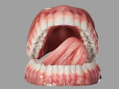  Realistic Human Mouth Teeth Tongue Rigged 