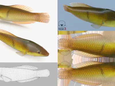  Fish Collection 02 