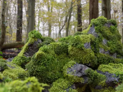  Moss 7 Species and Stones - PBR Asset Kit 