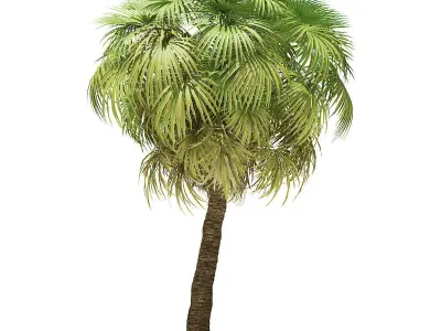 California Palm Tree 3D Model 7m 3D model