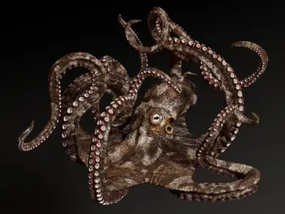  Octopus Multicolor Rigged Animated 