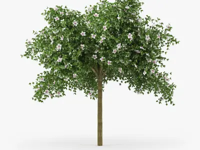 Hibiscus tree 3D model