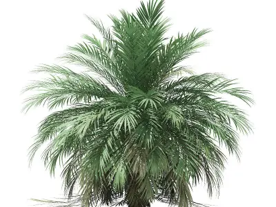 Butia Palm Tree 3D Model 3m 3D model