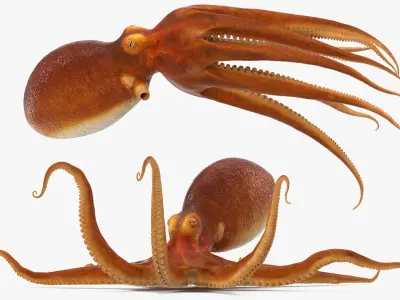  Octopuses Rigged for Maya Collection 