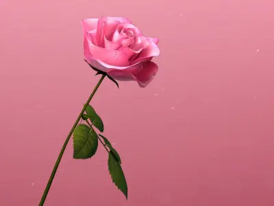  3d Rose Animated Rose Bloom 