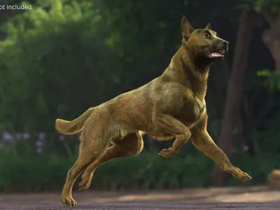  Dutch Herding Dog in Run Pose Gold Brindle Fur 