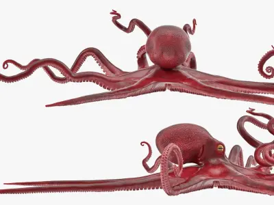  Octopus Vulgaris Rigged for Cinema 4D 