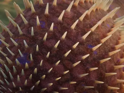 Ottoia Low-poly 3D model