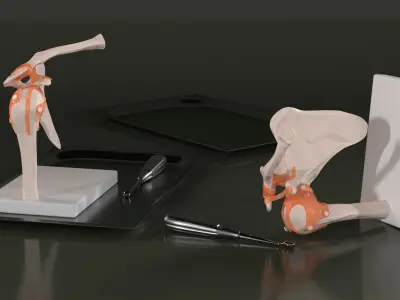  Anatomical Model of Shoulder Joint with Volkmann Bone Curette 