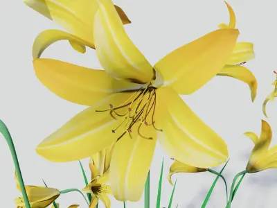 Hemerocallis lilioasphodelus 3D model