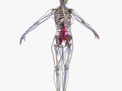 Female Circulatory System Anatomy 3D model