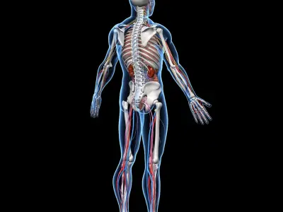  Skeleton Anatomy Nervous System 