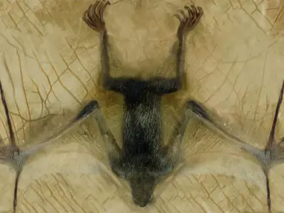 asdsadsad13 bat skeleton Free 3D model